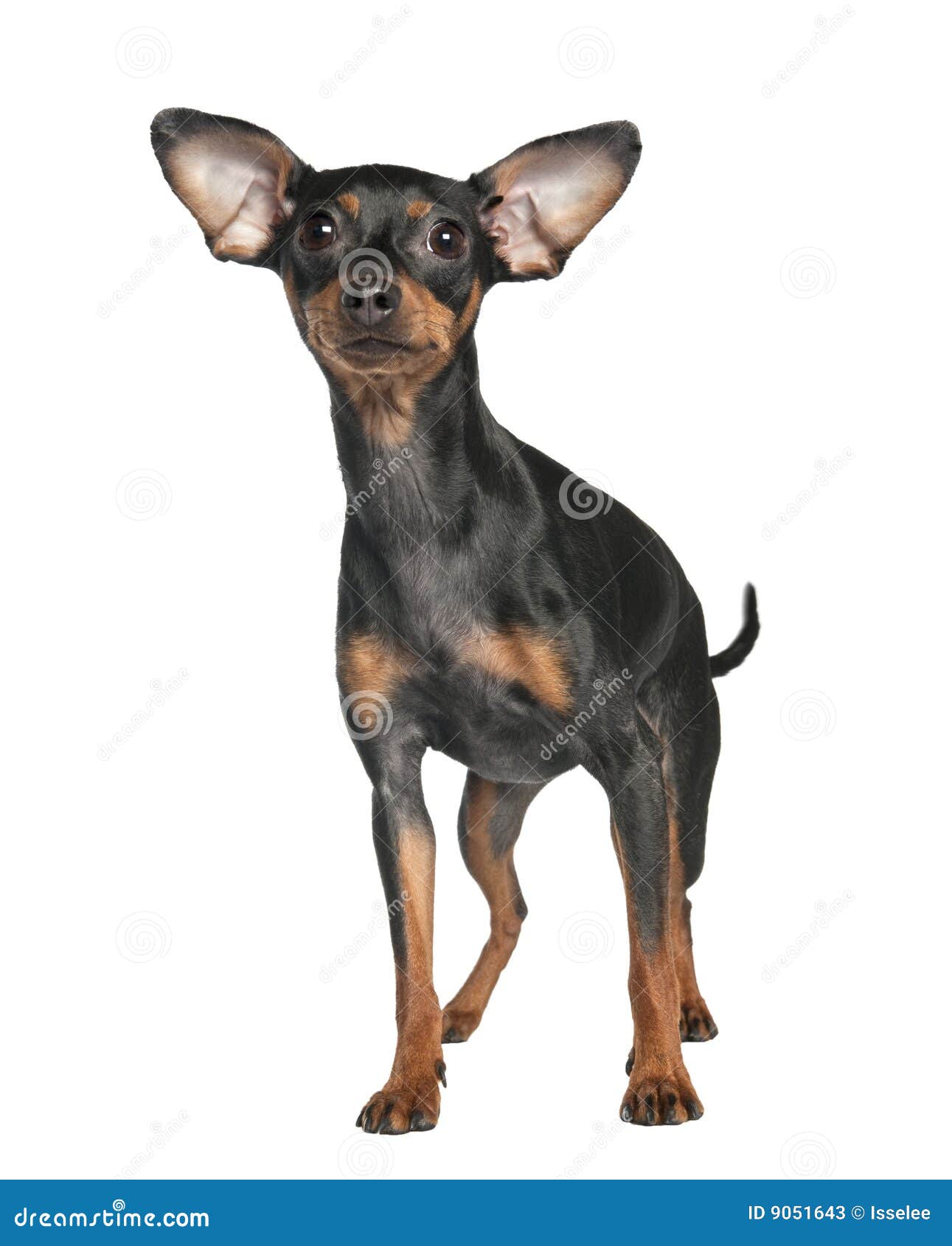 Pinscher (18 meses velho) imagem de stock. Imagem de branco 9051643