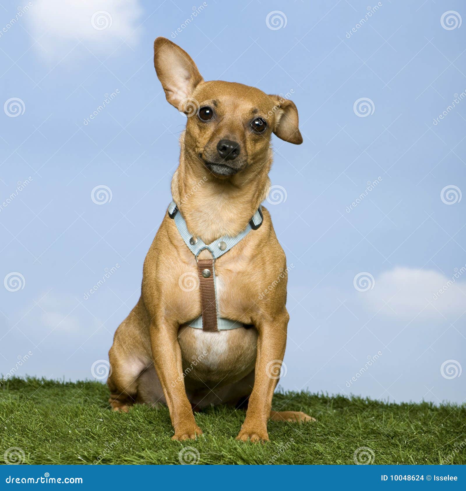 Pinscher (2 anos velho) foto de stock. Imagem de olhar 10048624