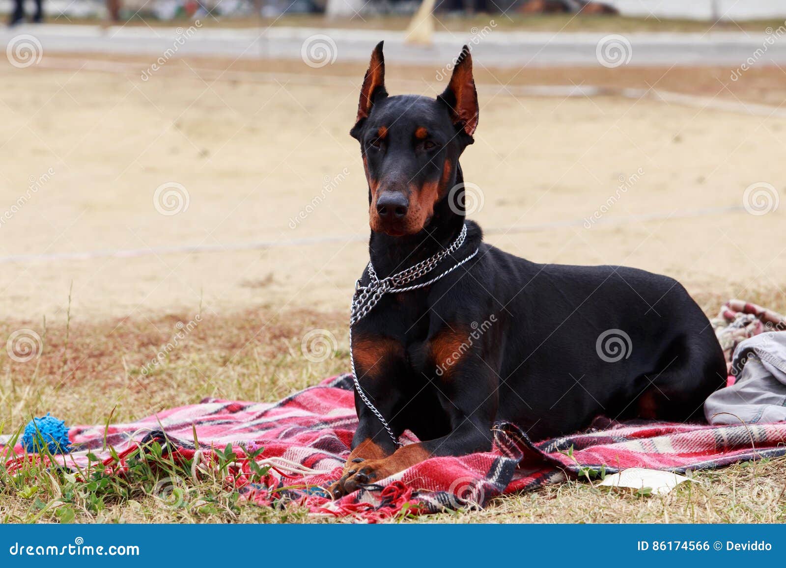 Pinscher De Dobermann De Race De Chien Photo Stock Image