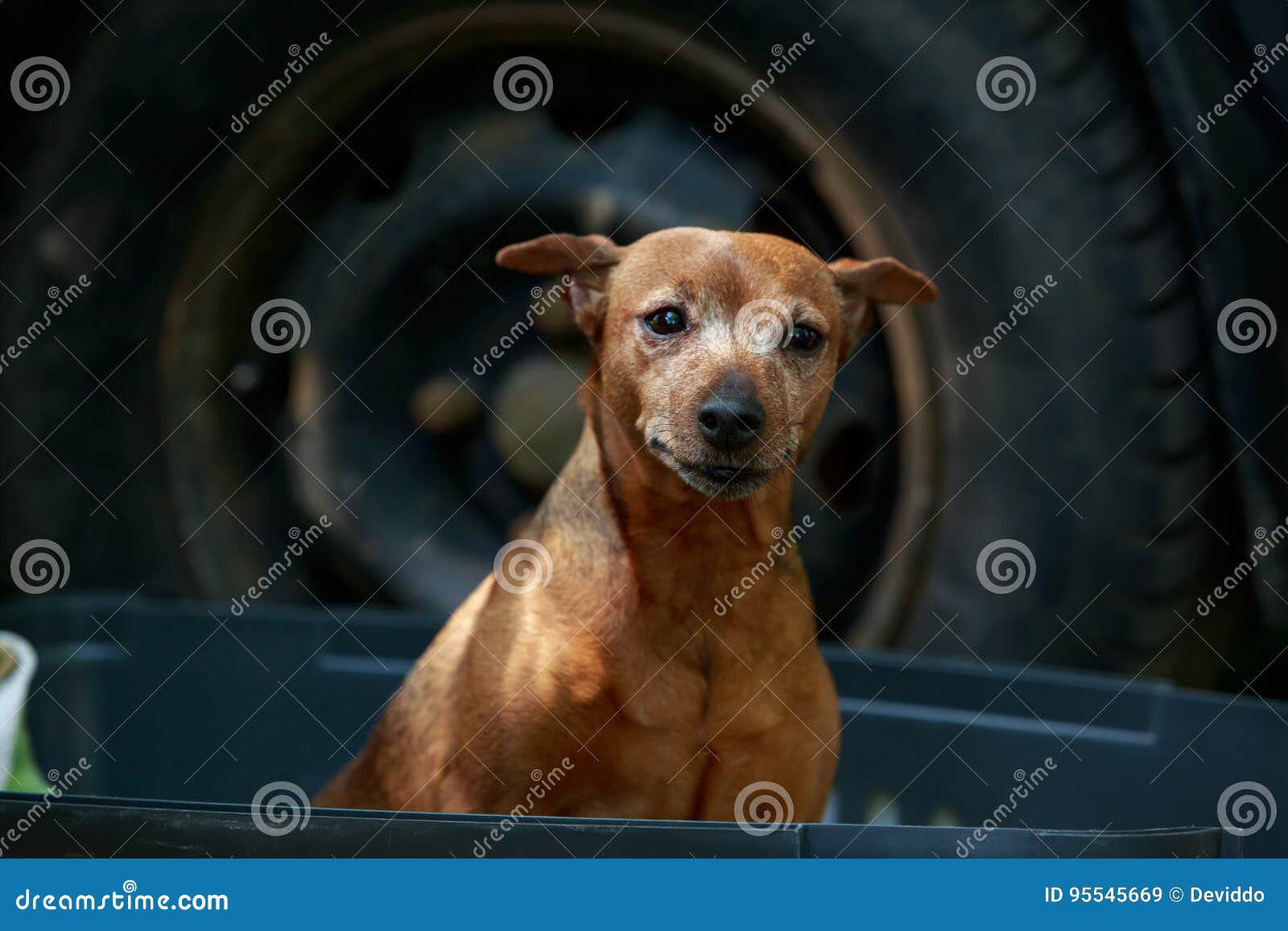 Pinscher De Nain De Race De Chien Image Stock Image Du