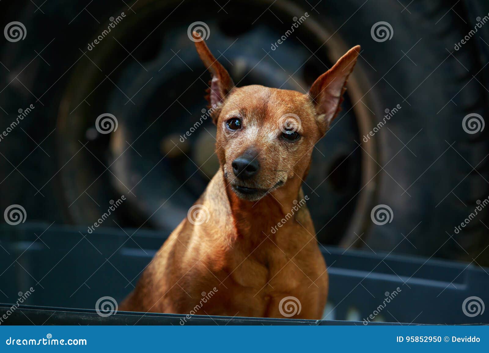 Pinscher De Nain De Race De Chien Photo Stock Image Du