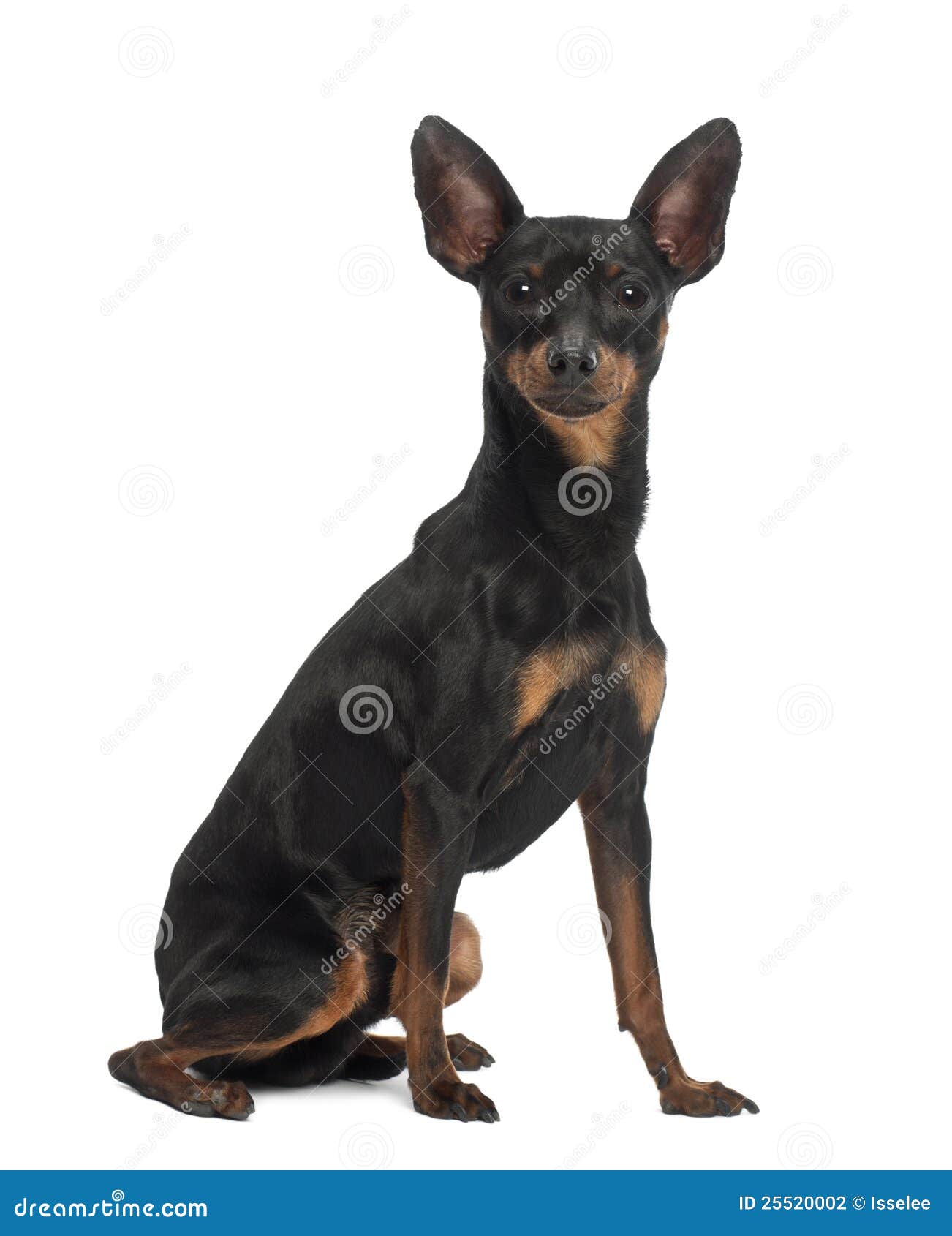 Pinscher Diminuto, 10 Meses Velho, Sentandose Fotografia de Stock