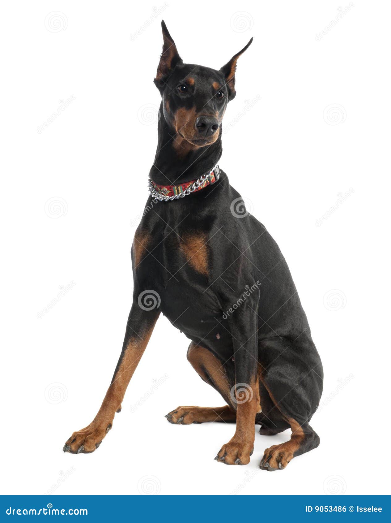 Pinscher Do Doberman (5 Anos Velho) Foto de Stock Imagem de animais