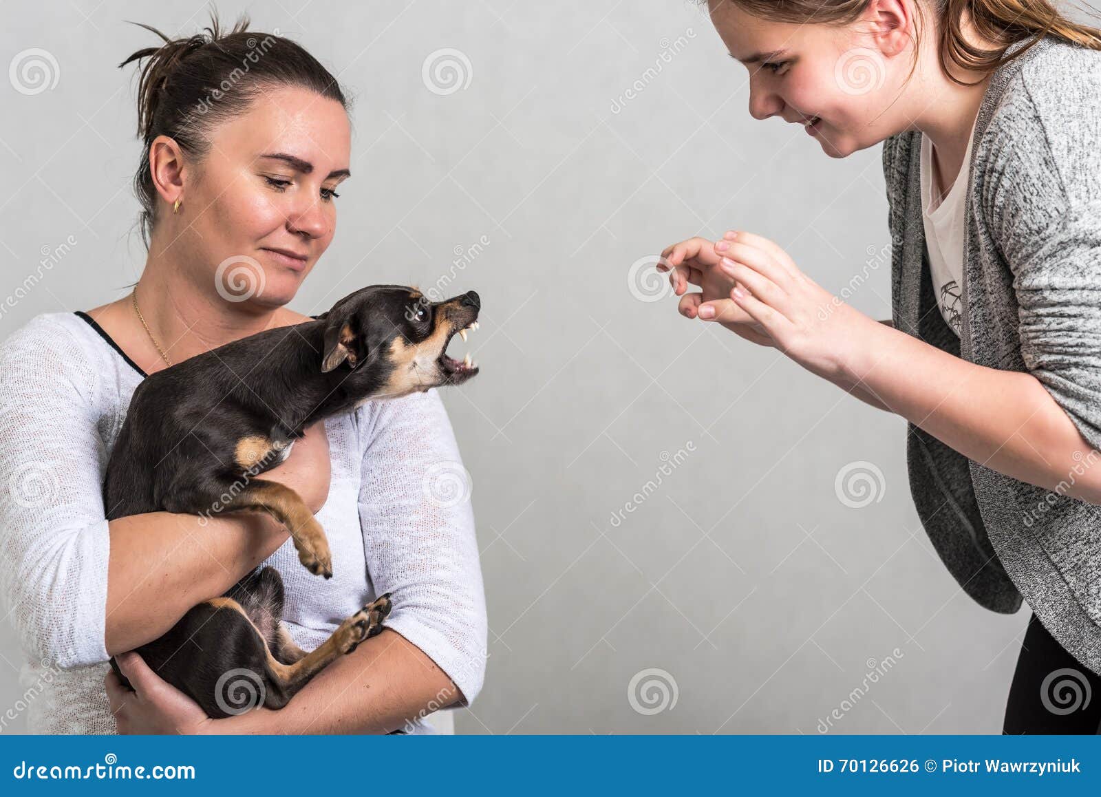 Pinscher Dog Defend the Owner Stock Photo Image of isolated