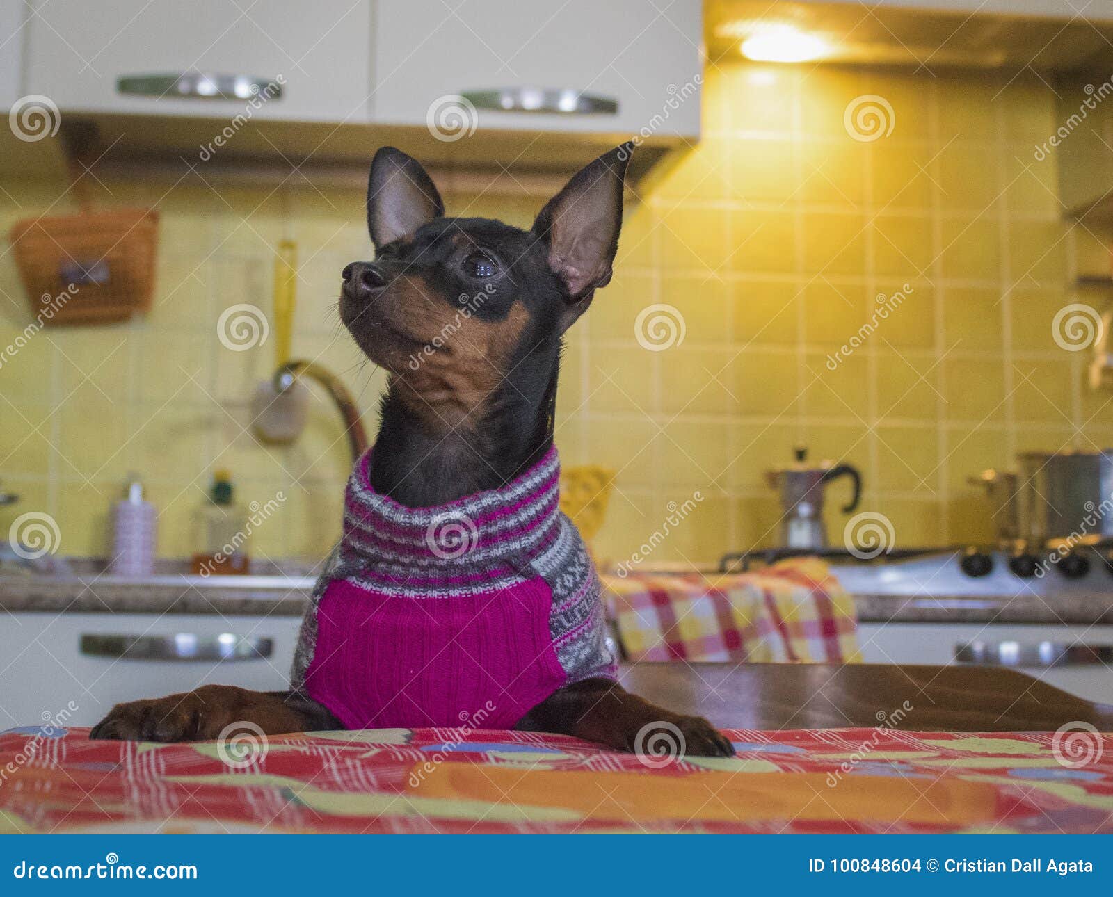 Pinscher dog stock photo. Image of arms, straight, jumper 100848604