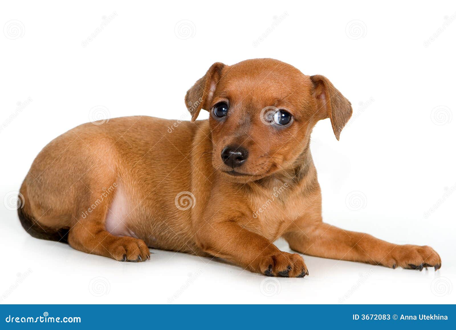 Pinscher puppy stock image. Image of pinscher, canine - 3672083, image size:1600x1157