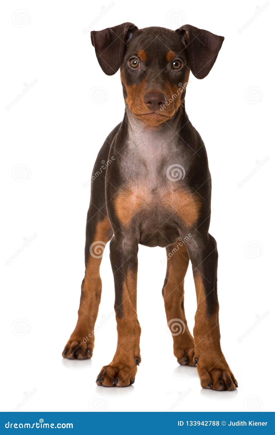 German Pinscher Puppy Standing Isolated On White Stock Photo Image Of Background Domestic 133942788