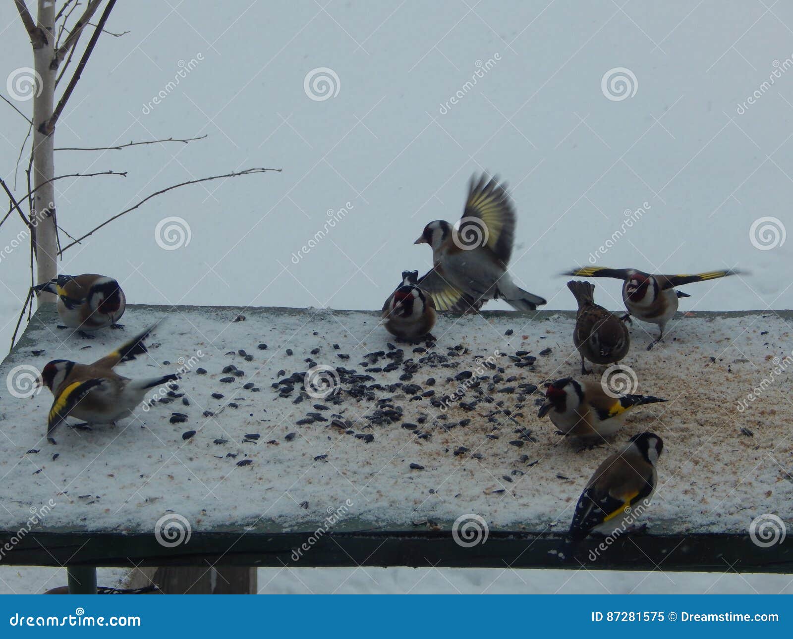 Pintassilgo do pássaro no selvagem. Pássaro na natureza no ar fresco