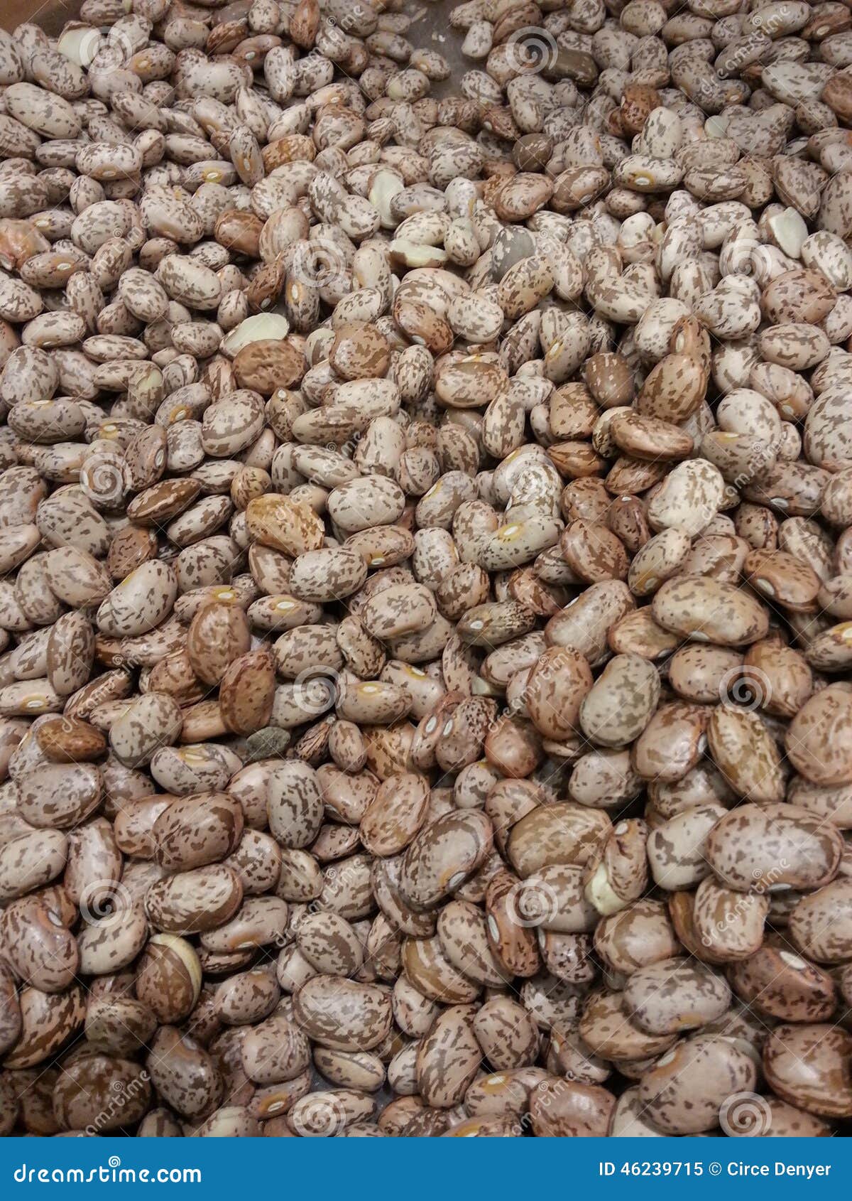 Pinto Beans Dried stock image. Image of mexican, round 46239715