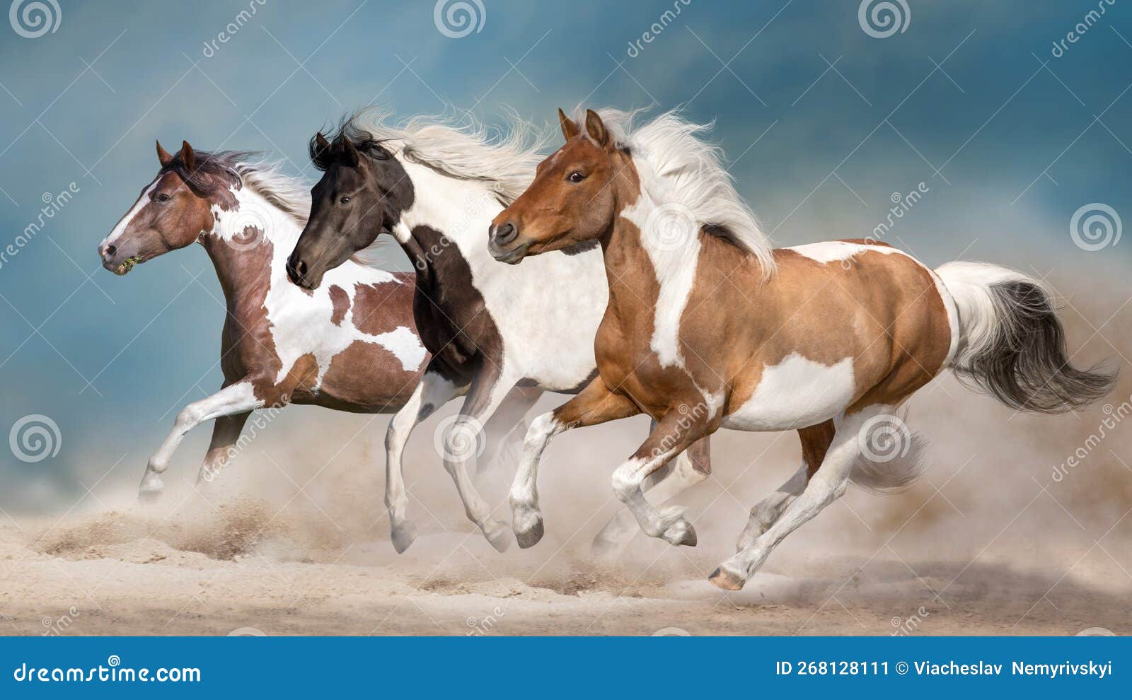 Pinto horse herd stock image. Image of isolated, equine 268128111