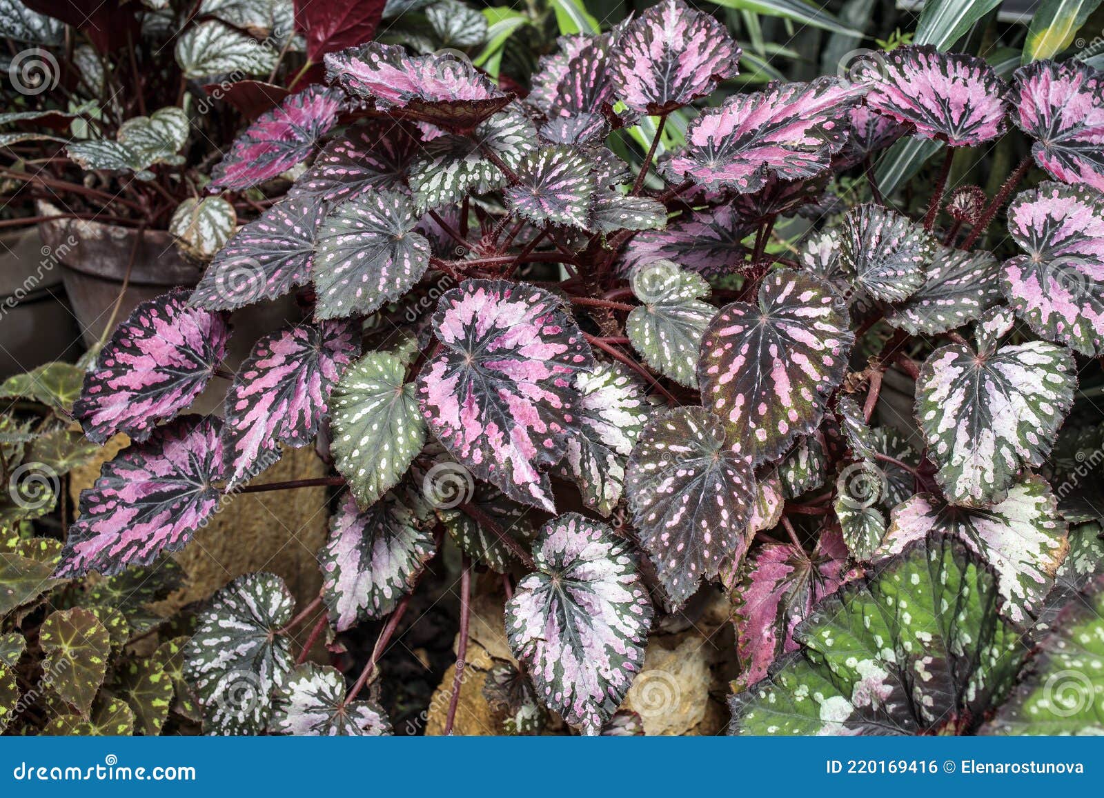 Pintura Begonia Rex Putz Em Vasos De Terracotta Foto de Stock - Imagem de  textura, cultivado: 220169416