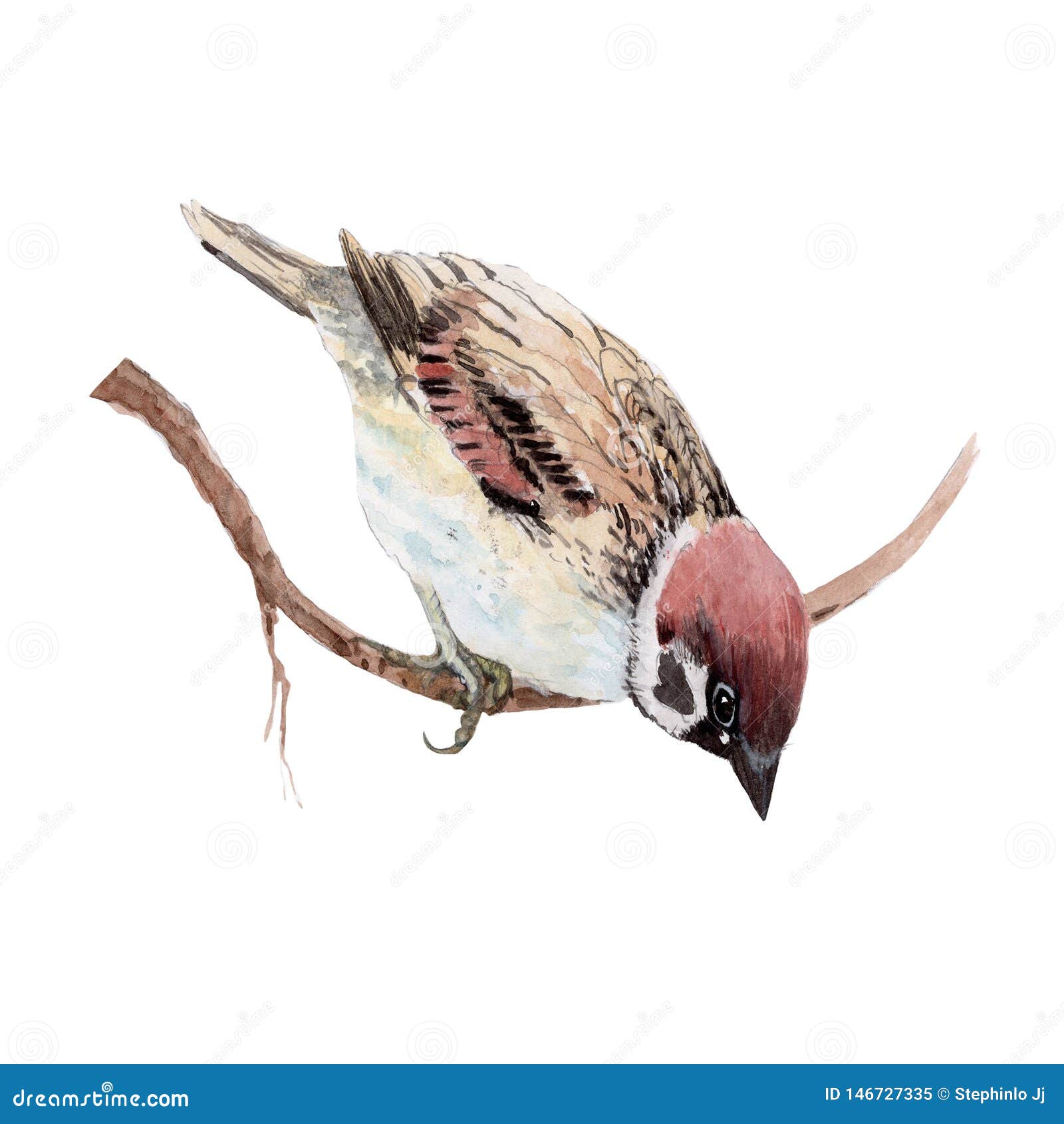 Pintura De Color De Agua De Pájaro Dibujos De Animales Lindos Pintados a Mano Color Agua Stock de ilustración - Ilustración de pintado, pollo: 146727335 Pintura De Color De Agua De Pájaro Dibujos De Animales Lindos Pintados a Mano Color Agua Stock de ilustración - Ilustración de pintado, pollo: 146727335
