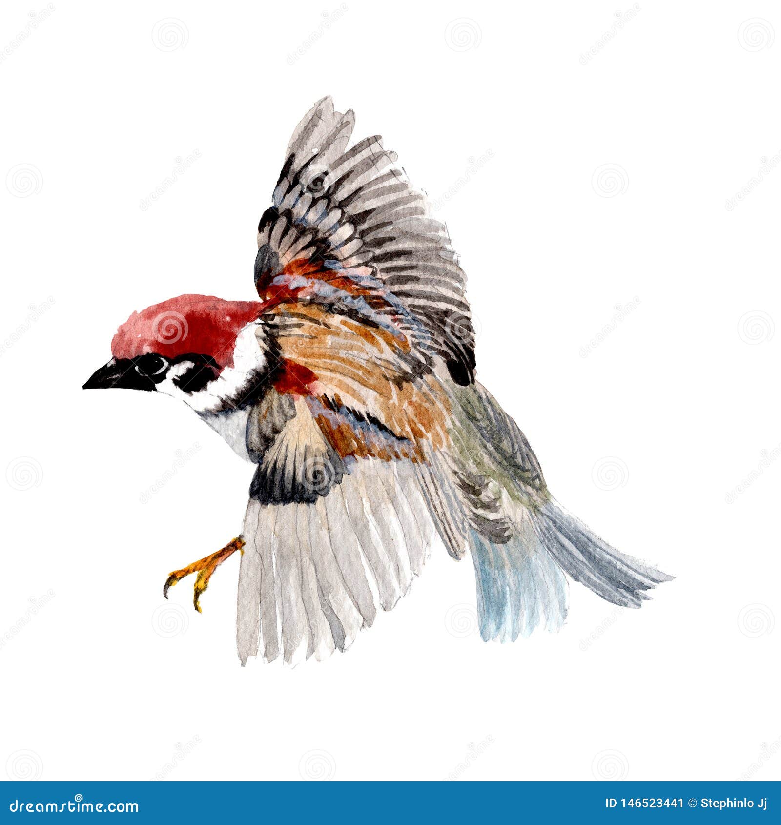 Pintura De Color Pájaro Dibujos De Animales Lindos Pintados a Mano Color  Agua Stock de ilustración - Ilustración de primer, codornices: 146523441