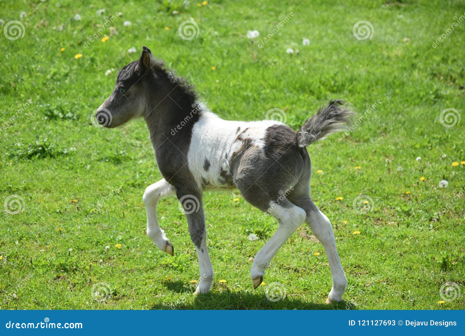 Foto De Stock Cavalo Miniatura American Empinando, Royalty-Free