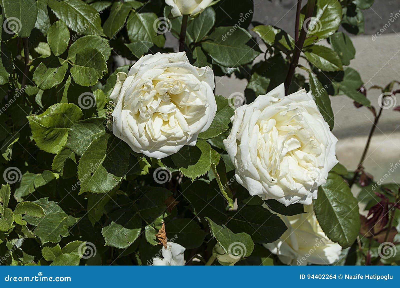 Pinturas De Rosa, Rosas Cor-coloridas, Rosas Brancas No Jardim Foto de  Stock - Imagem de faca, dandelion: 94402264