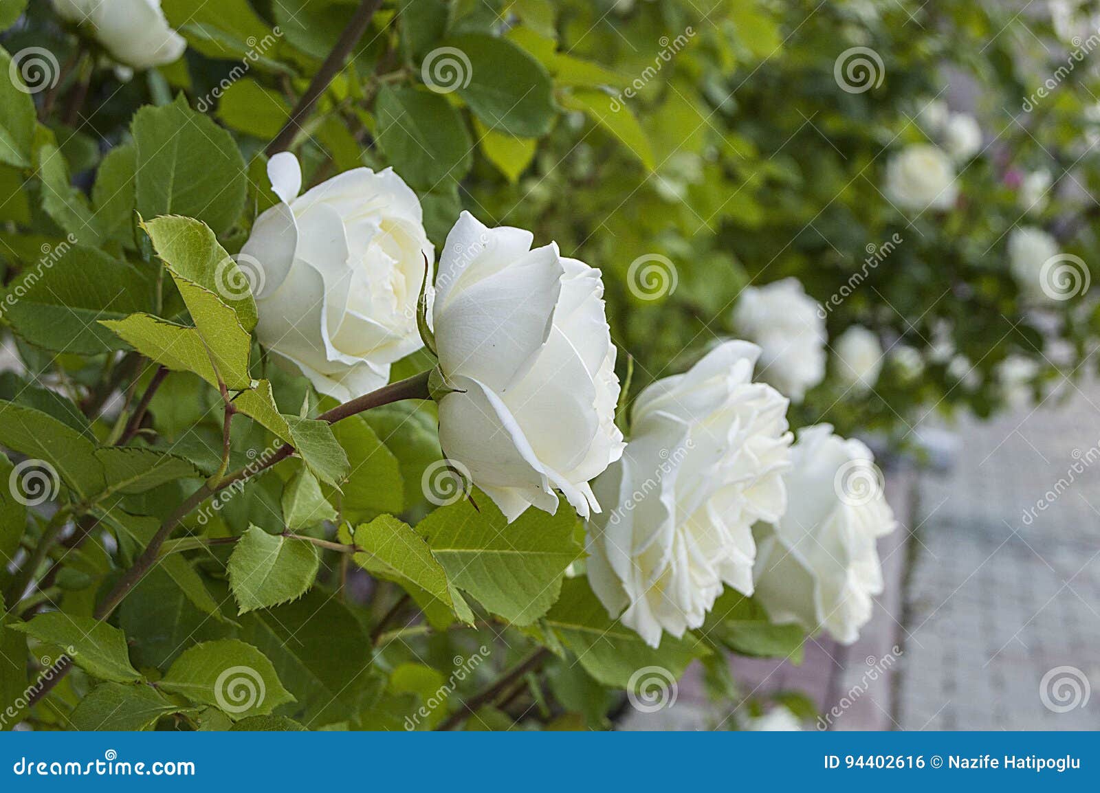 Pinturas De Rosa, Rosas Cor-coloridas, Rosas Brancas No Jardim Foto de  Stock - Imagem de fundo, comprado: 94402616