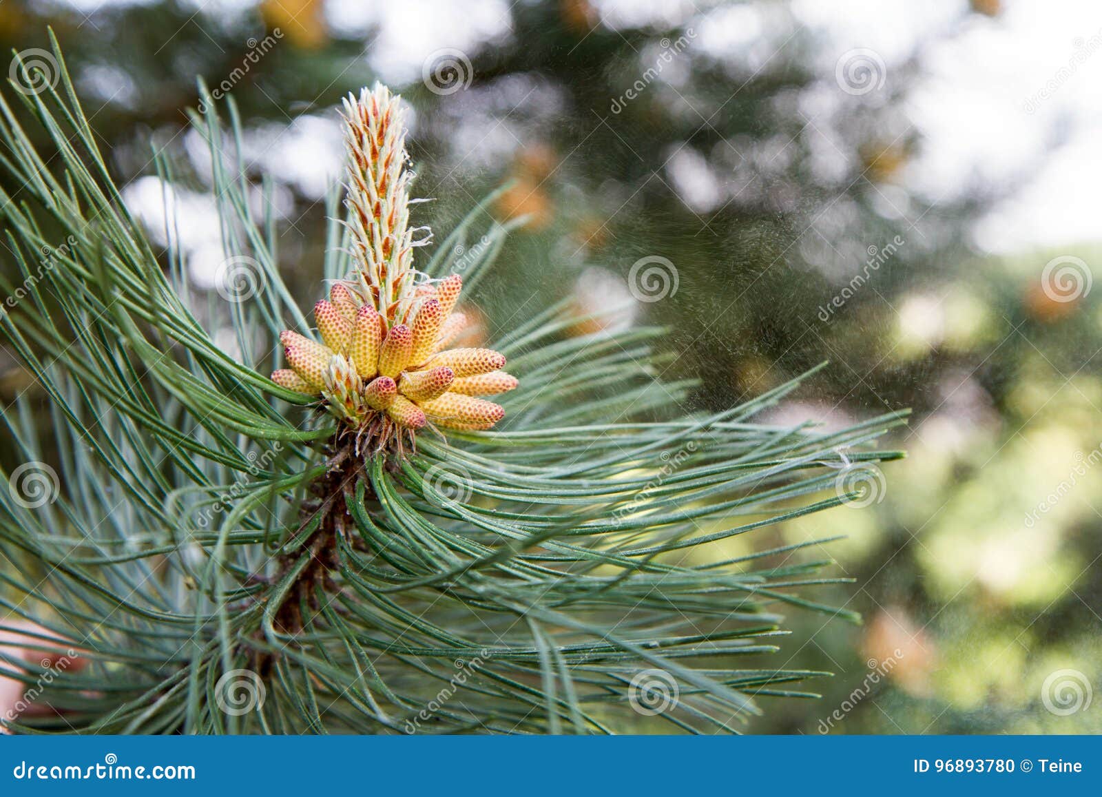 Grote Pinus Fotos
