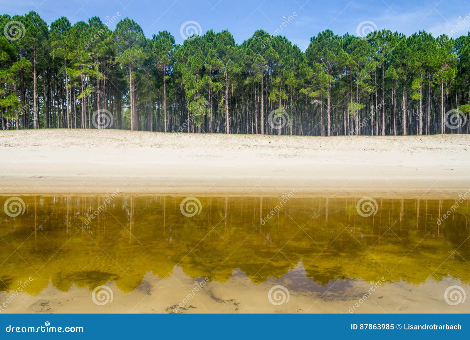 pinus elliottii forest at lagoa dos patos lake