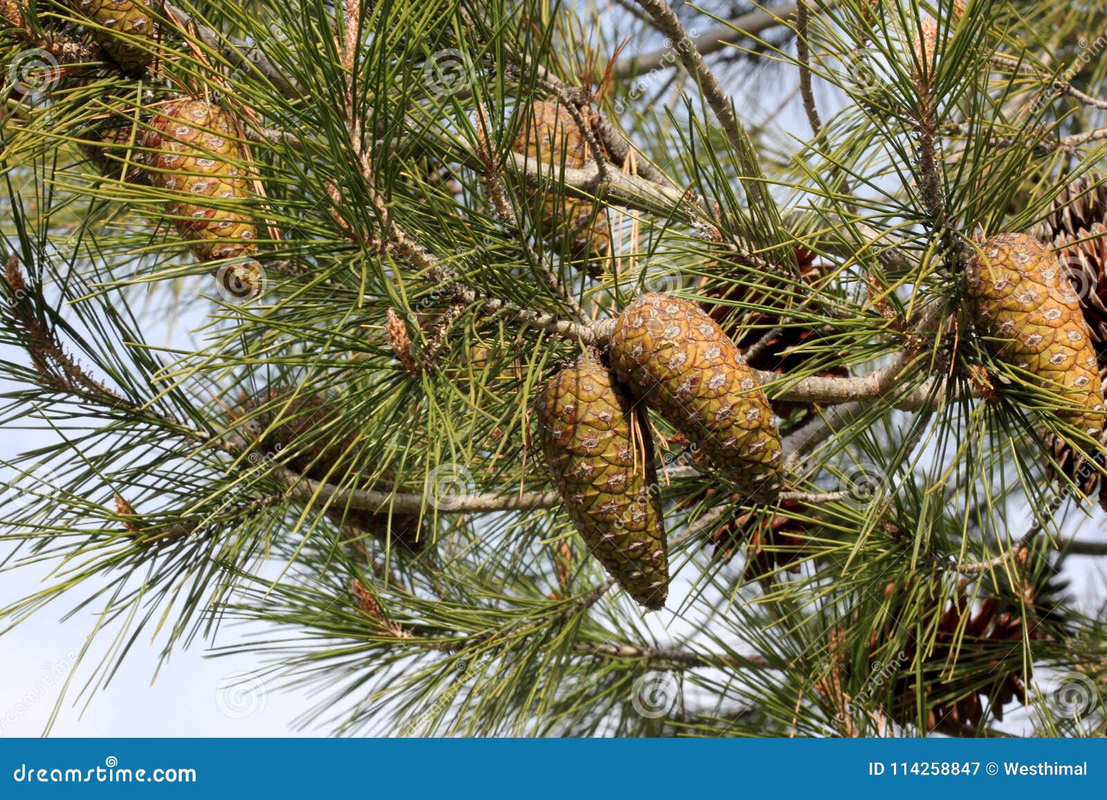 61 Different Types of Pine Trees With Picture Identification