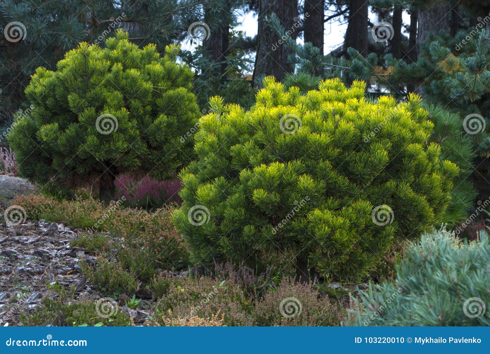 pinus mugo. creeping pine, dwarf mountain pine.