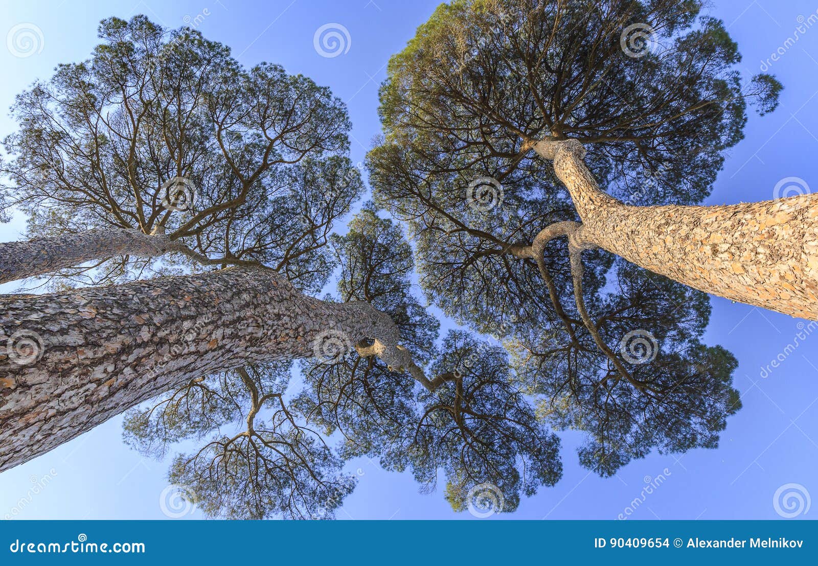 Pinus Pinea Growing on the Territory of Italy Stock Photo Image of