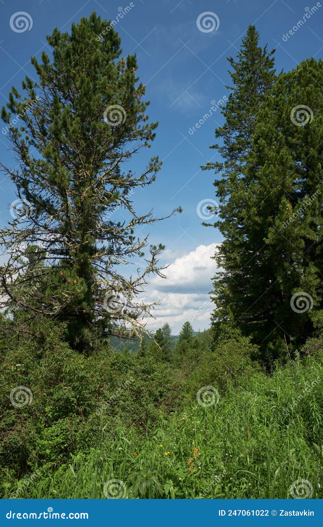 pinus sibirica ÃÂedar forest on the seminsky mountain pass