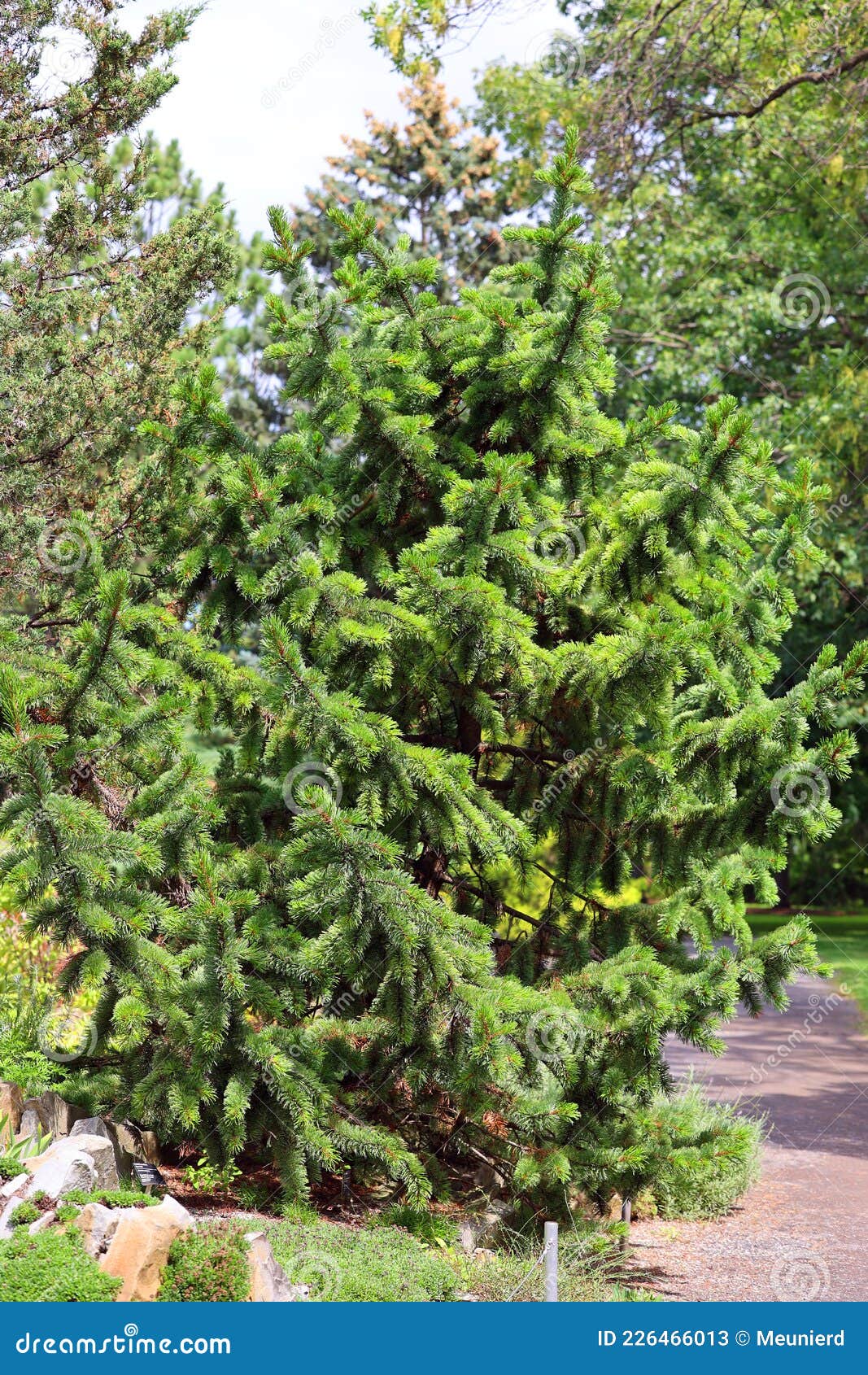 pinus strobus, commonly denominated the eastern, northern white pine