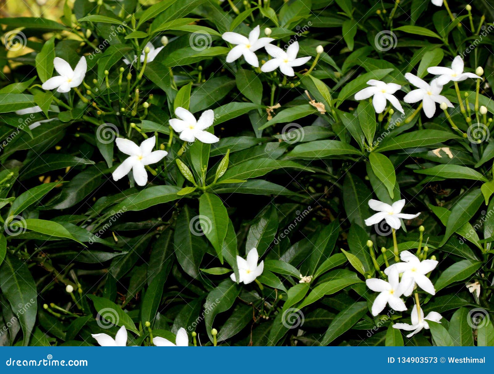 Pinwheel Flower, Crape Jasmine, Tabernaemontana Divaricata Stock ...