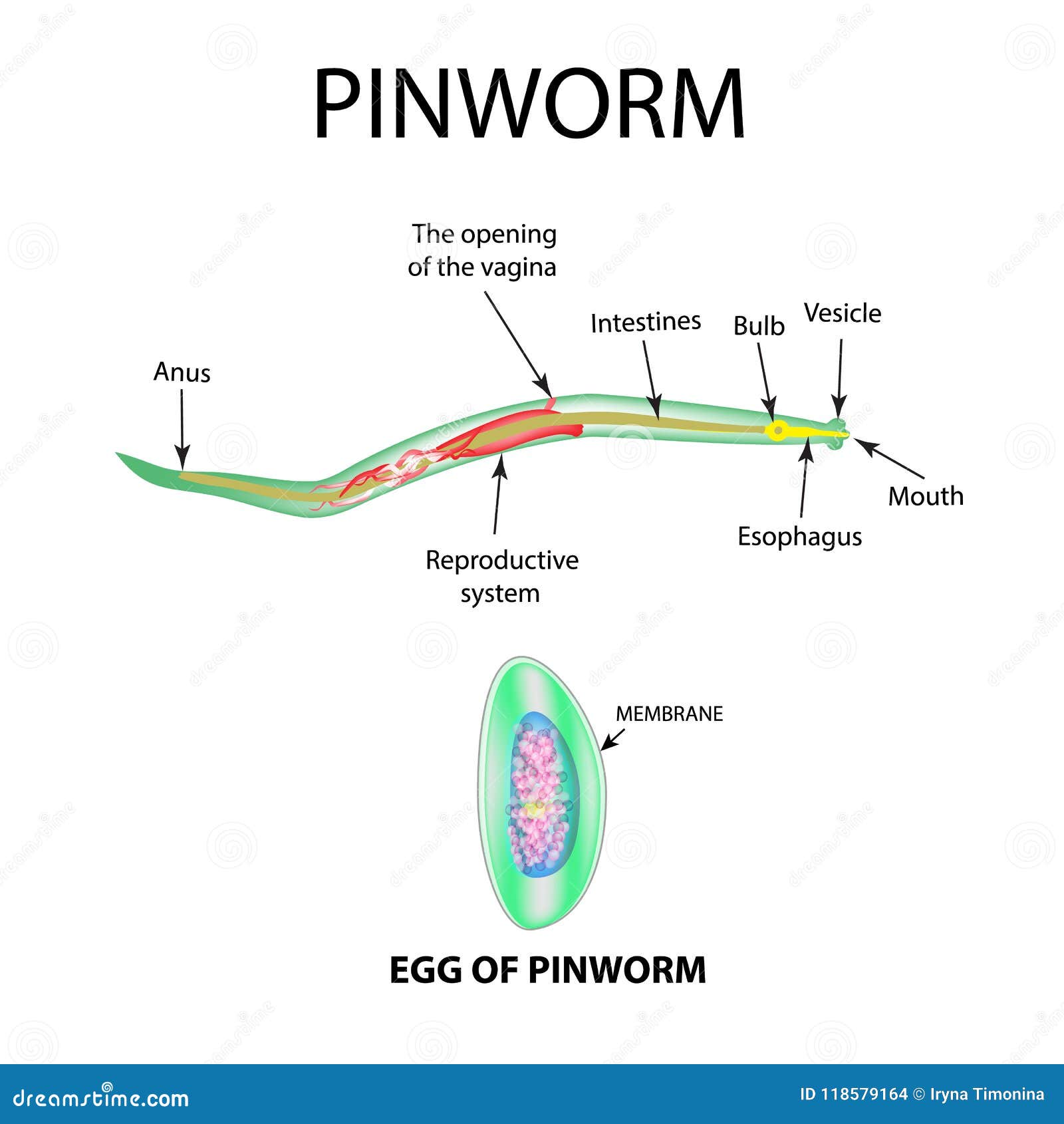Pinworm stádium - Hermafrodita pinworm