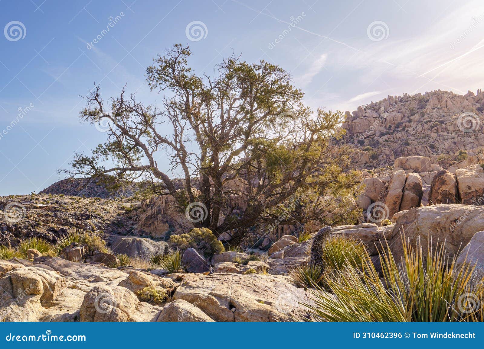 pinyon pine tree (pinus pinaceae) in joshua tree national park, california