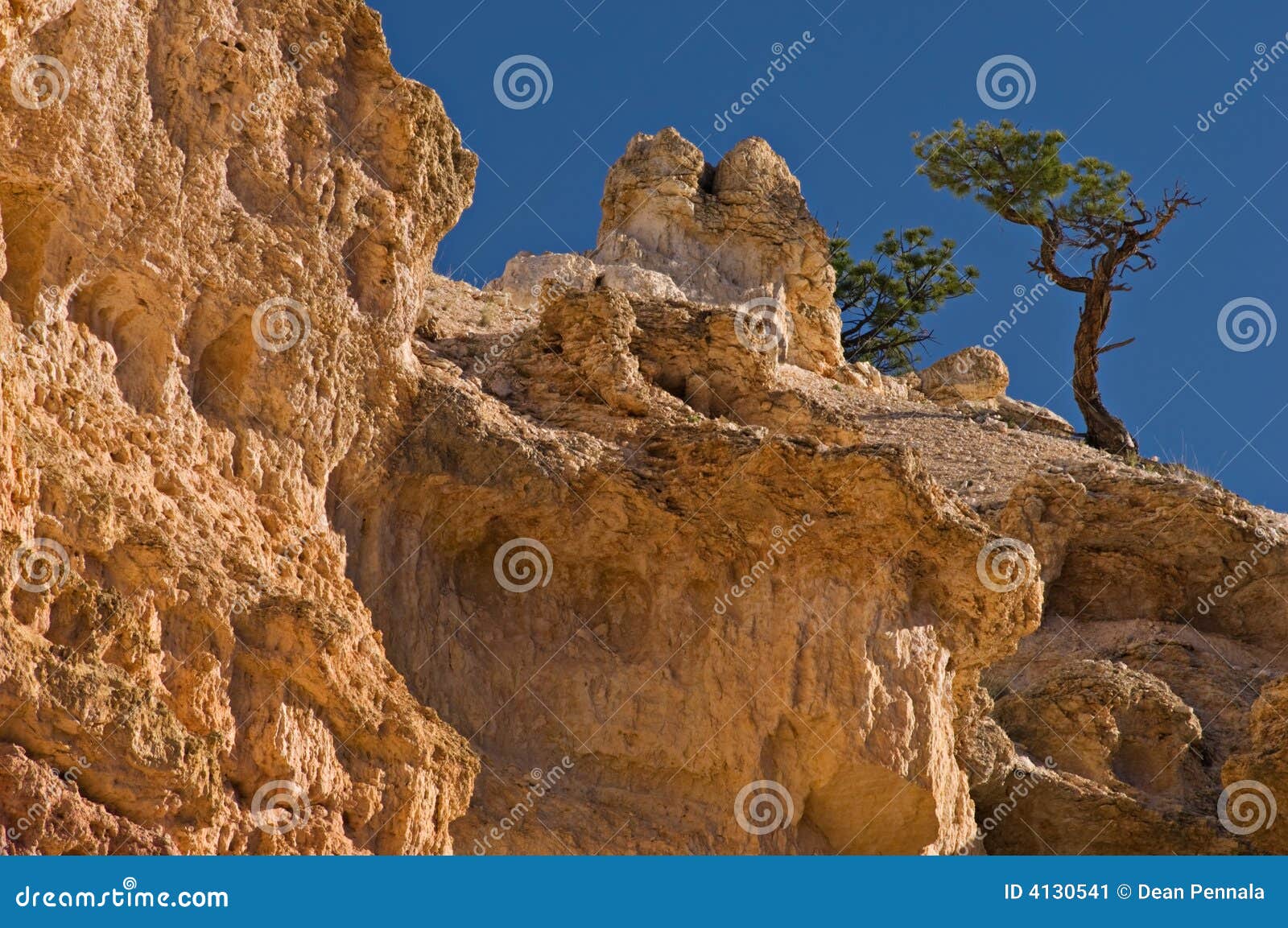 Pinyon Pines (Pinus Edulis) Stock Image Image of park, nature 4130541