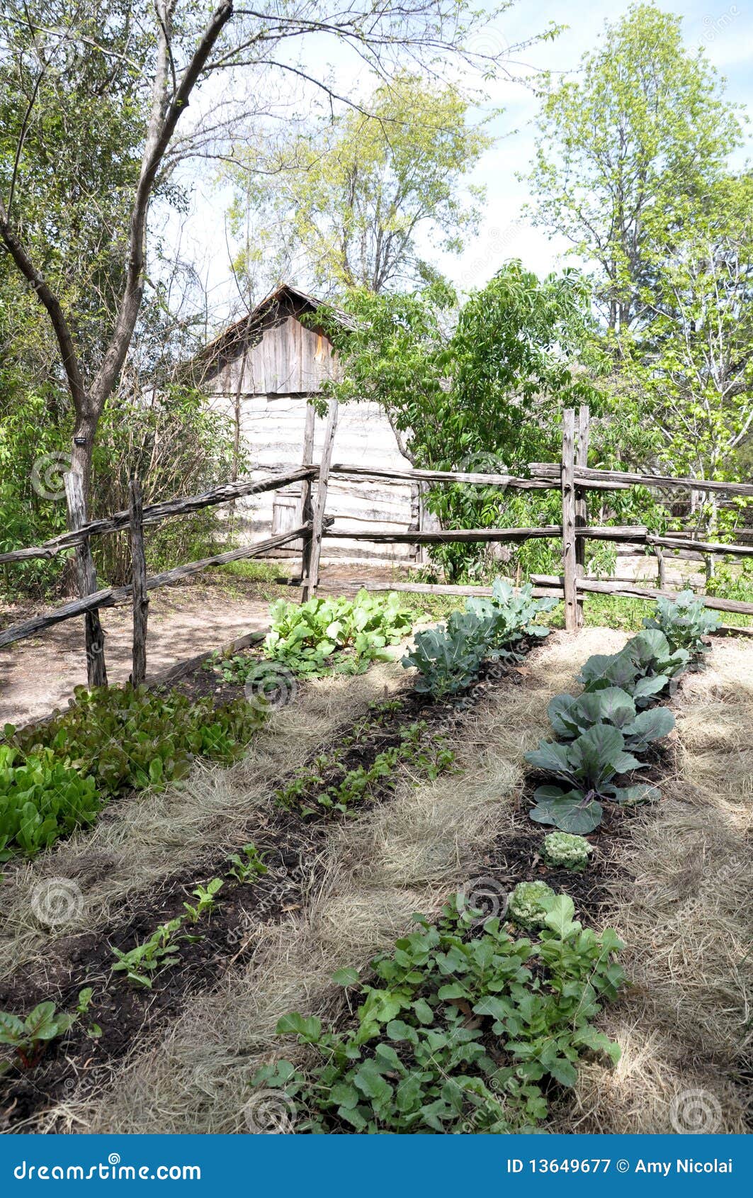 pioneer vegetable garden