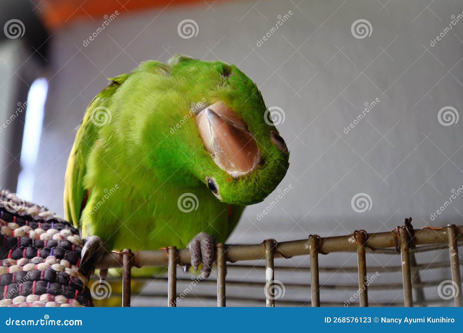 a pionus maximiliani looking gracefully turning its head