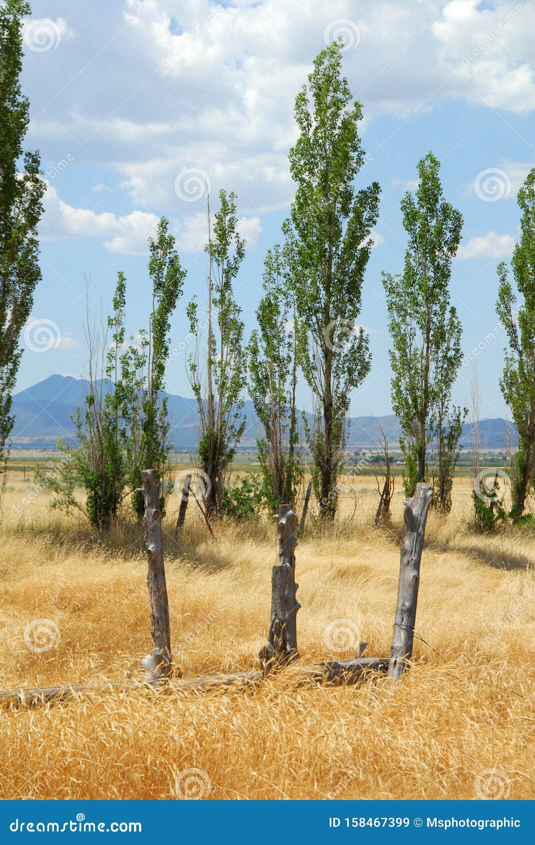 Pioppi nel sudovest immagine stock. Immagine di asciutto 158467399