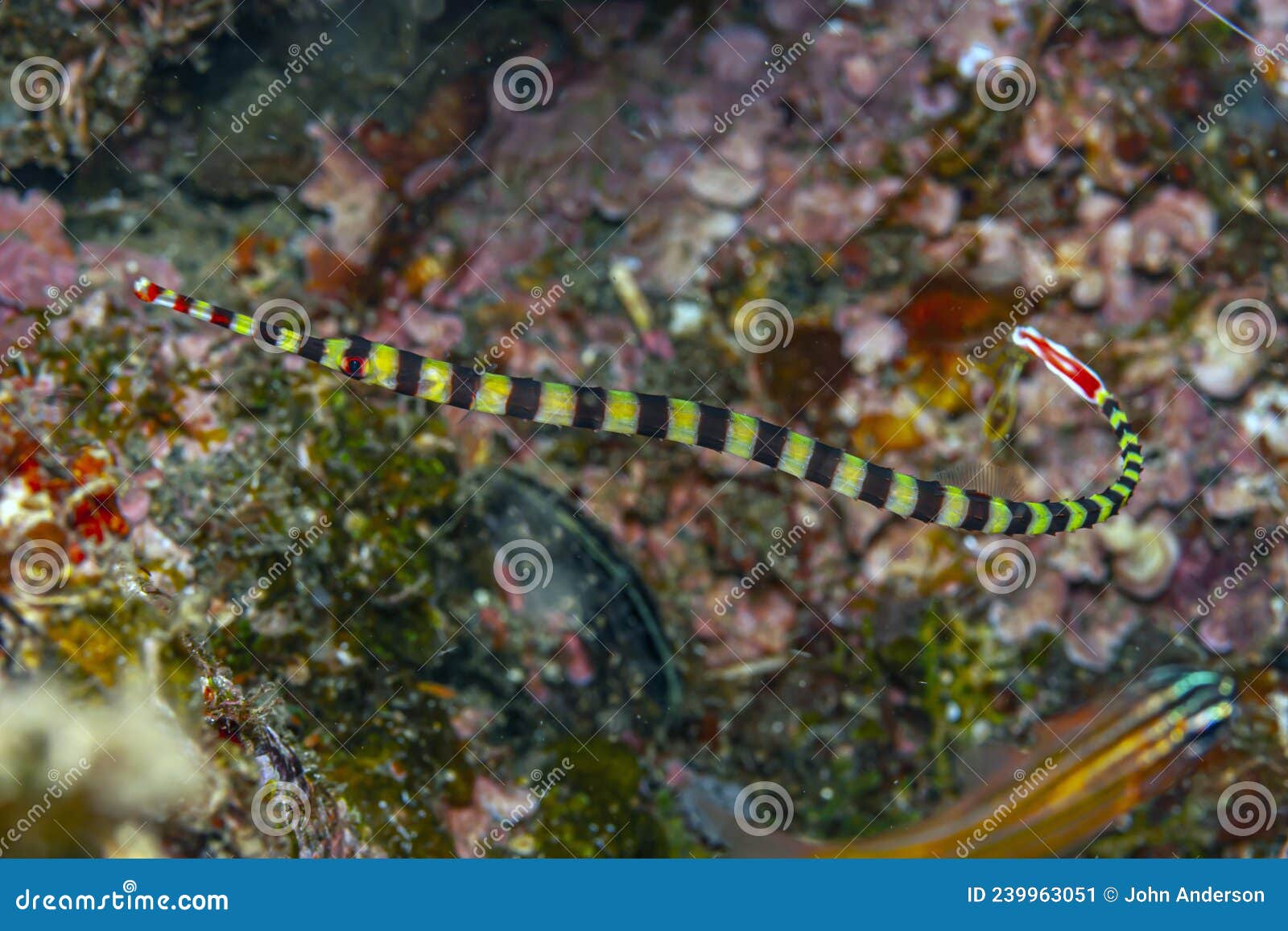 pipefishes or pipe-fishes syngnathinae