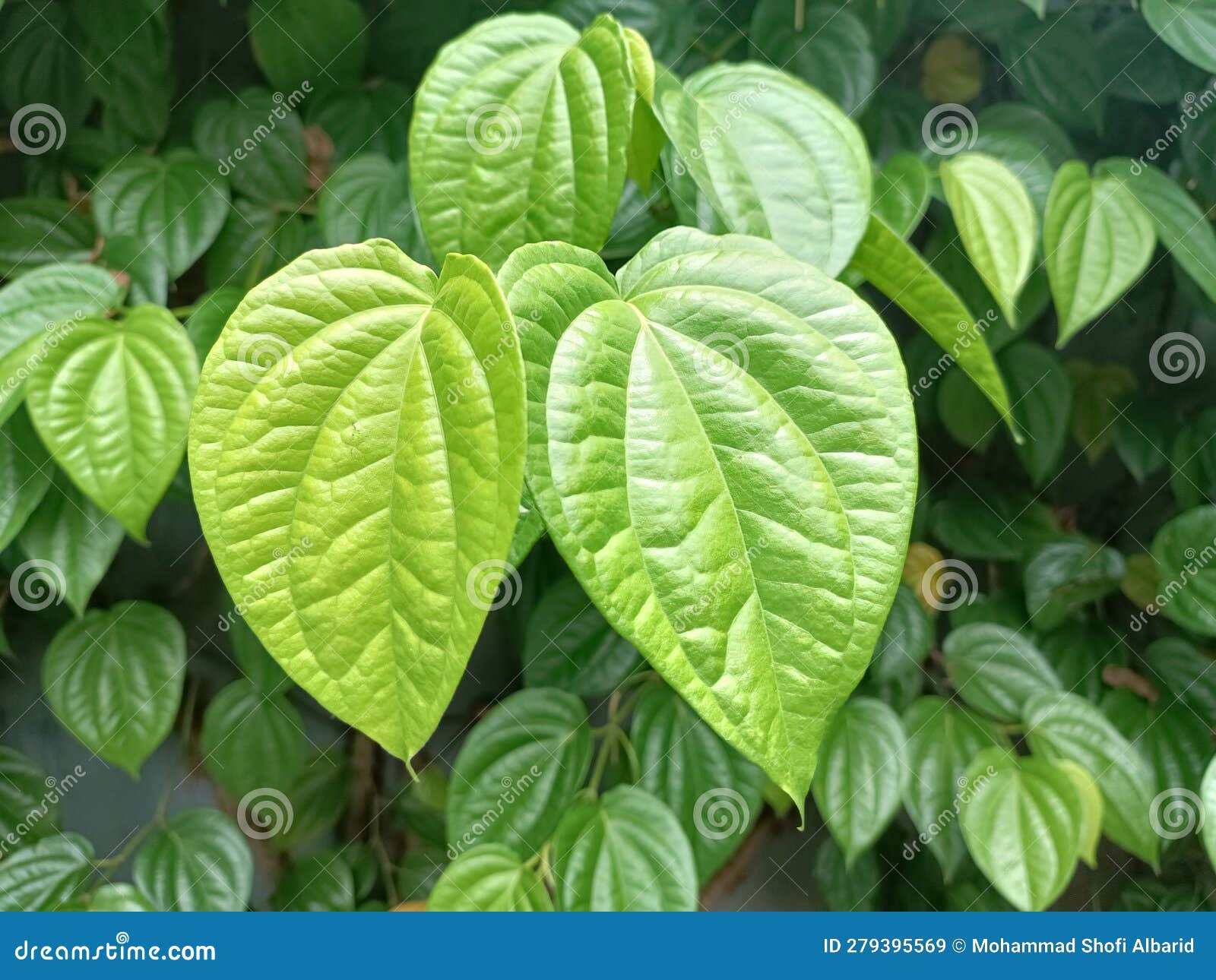 Piper Betle Leaf or Daun Sirih for Medicinal Purposes, Beautiful Green ...