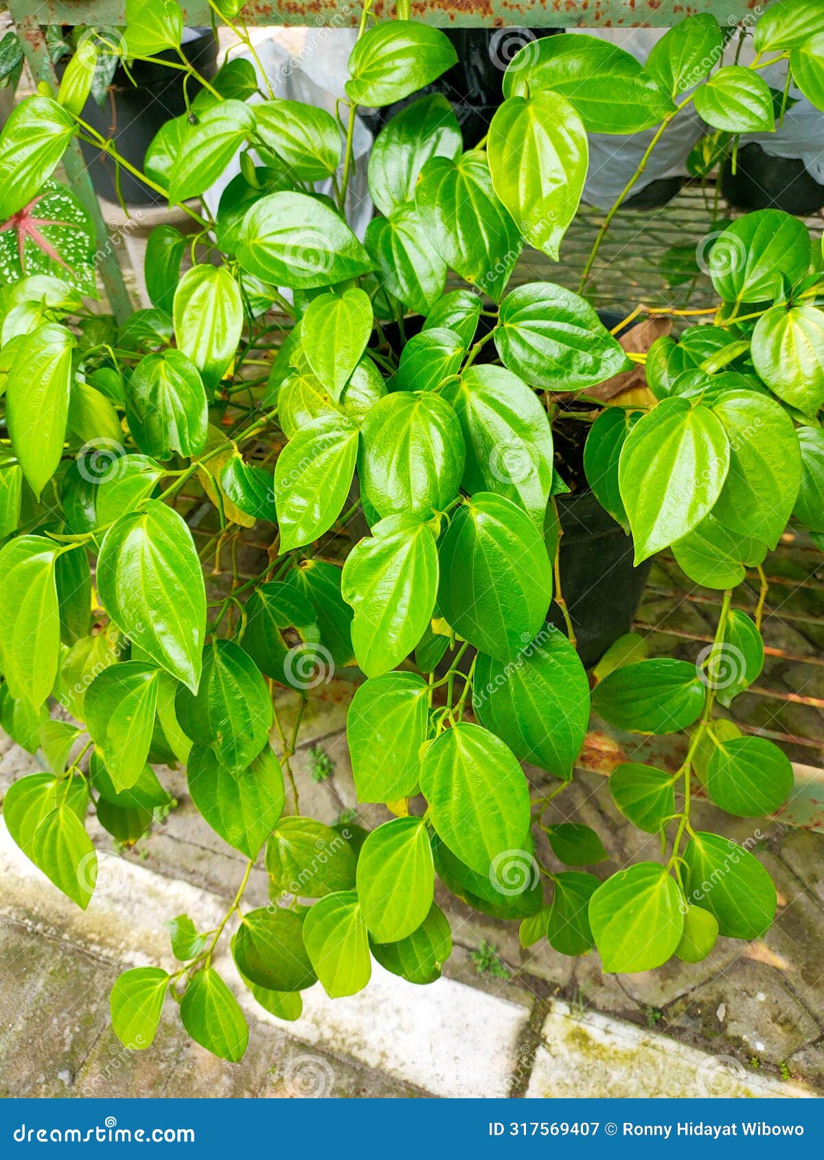 piper betle linn (in indonesian daun sirih hijau).