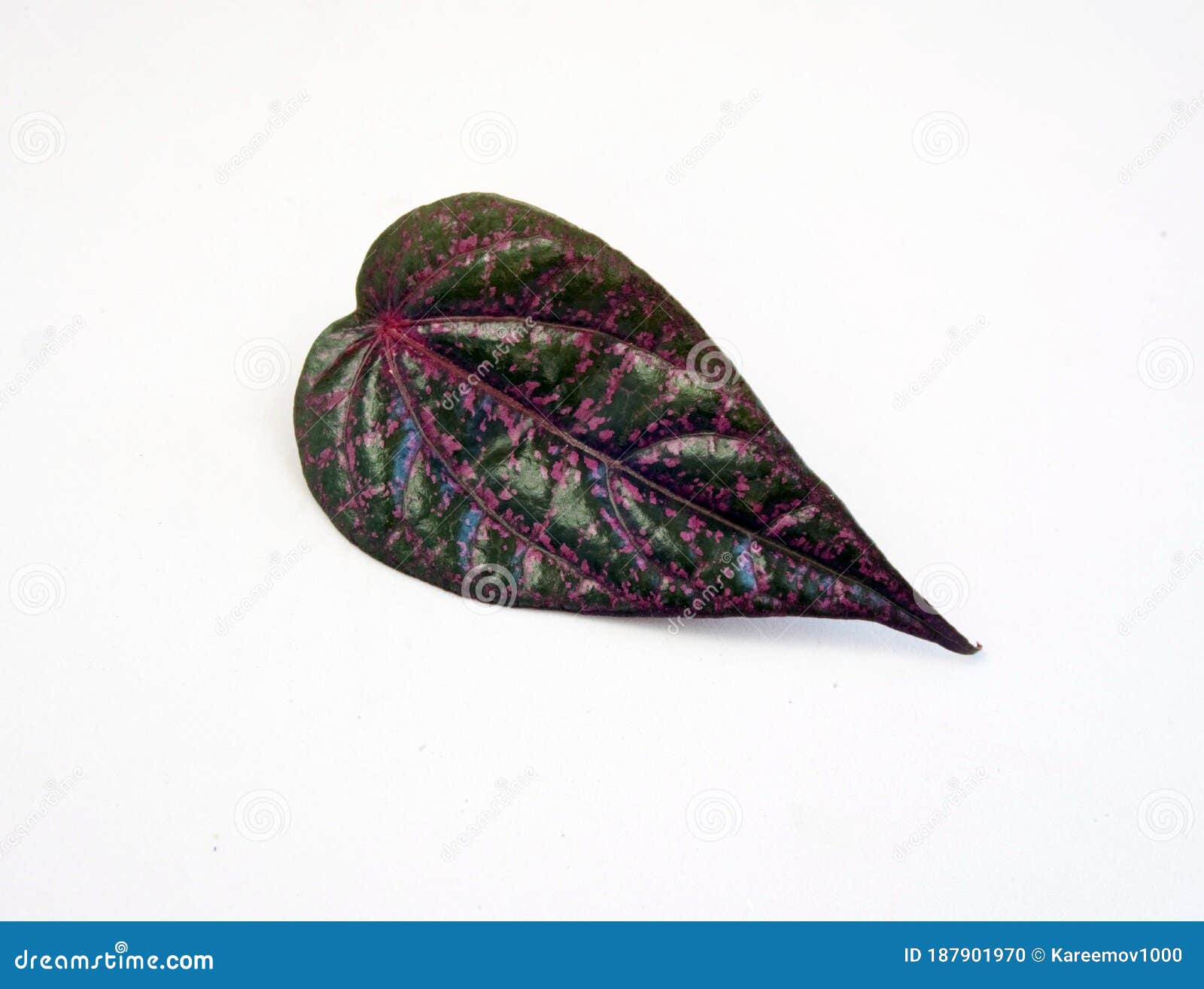 piper ornatum leaf  on white. red betel leaf.