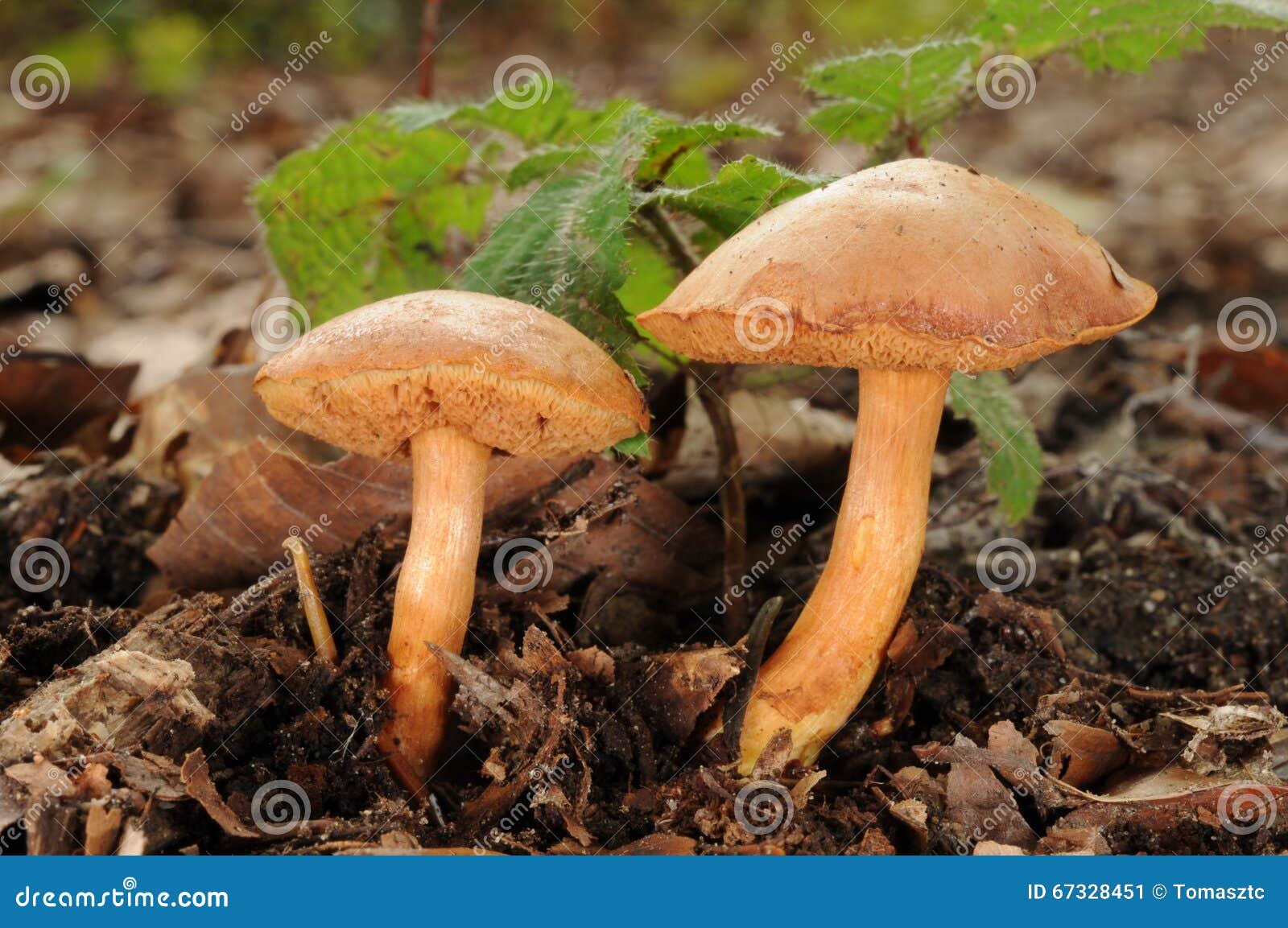 Перечный гриб Chalciporus piperatus