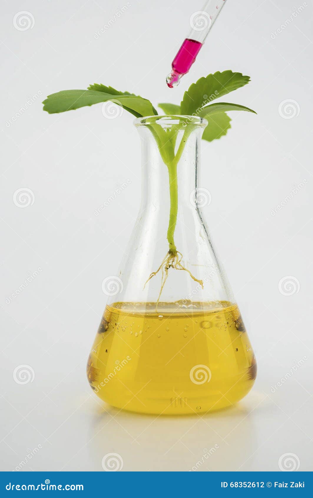 Pipette Dropping Chemical on Plant Spout with Roots in an Erlenmeyer  Conical Flask Stock Photo - Image of pipette, roots: 68352612