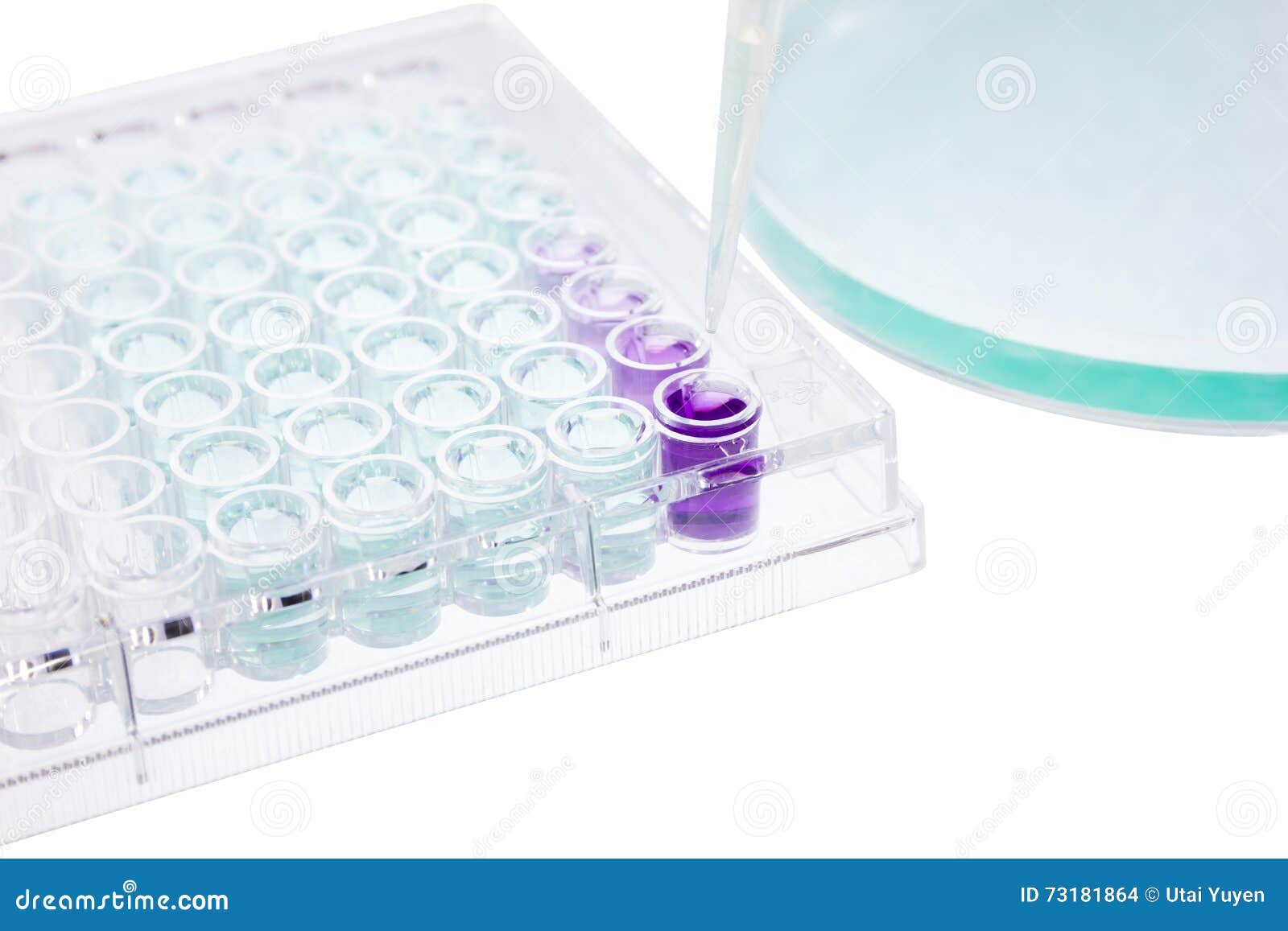 Pipette Test Sample Research Test Lab Elisa Stock Photo Image of