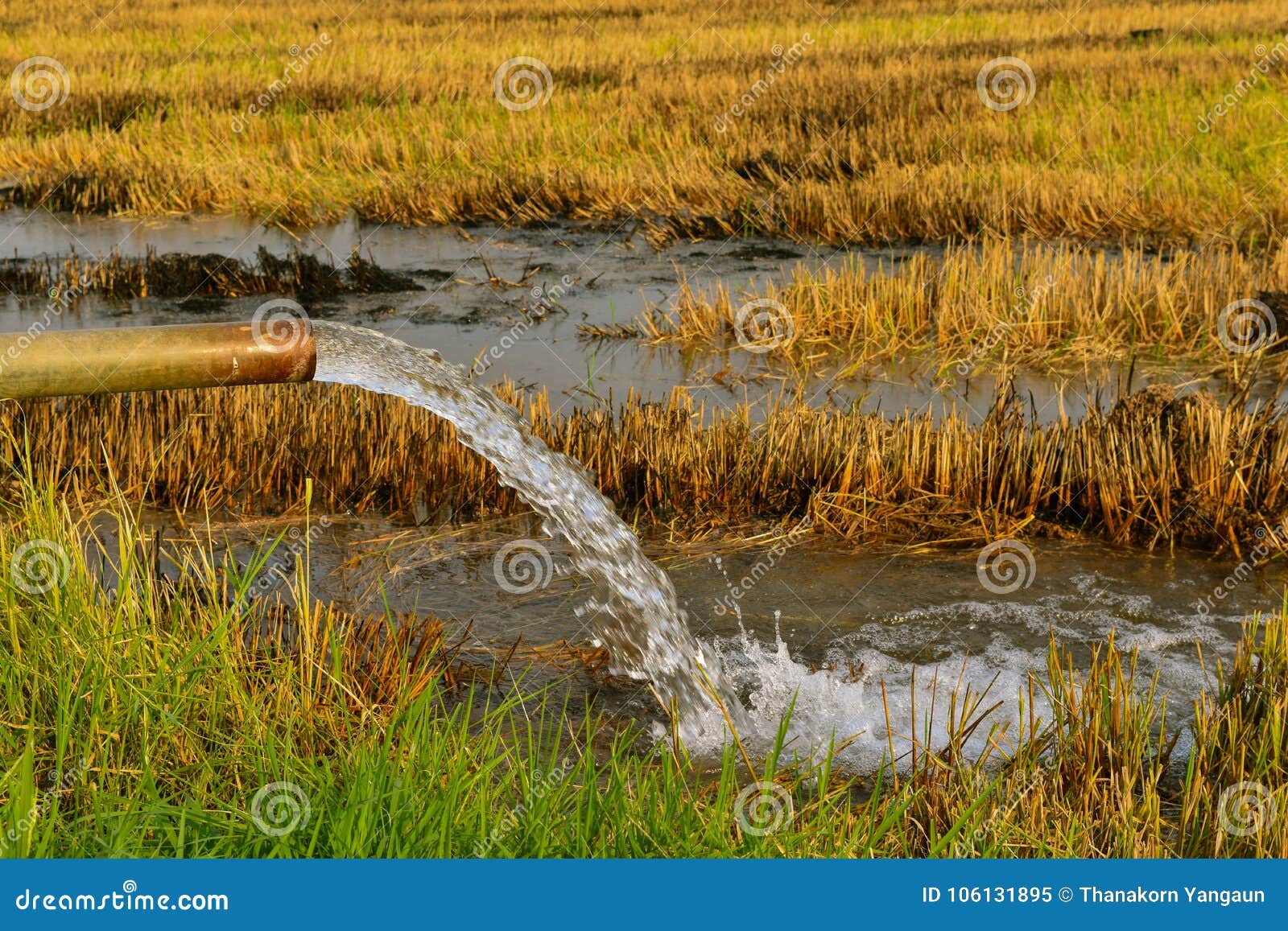 pumping water into the fields.