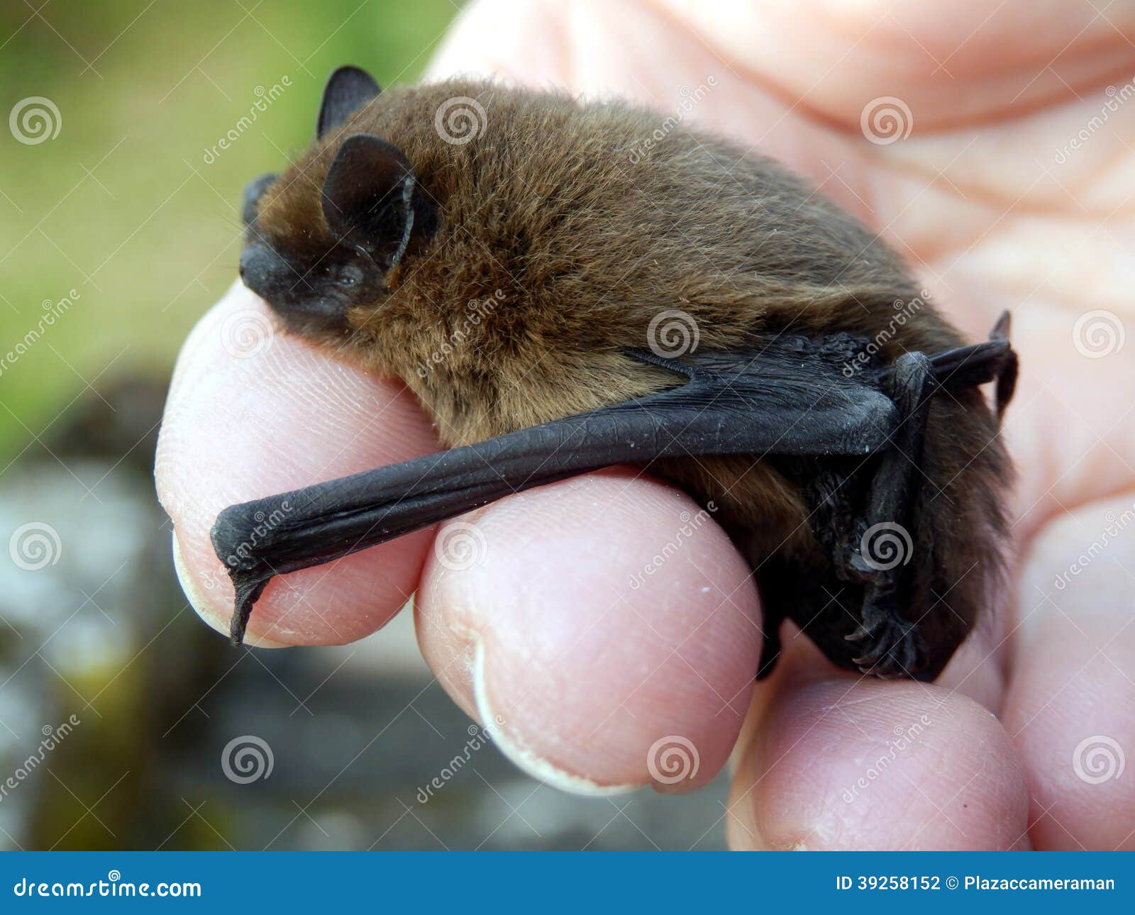 Pipistrelle Bat stock photo. Image of pipstrellus, wildlife 39258152