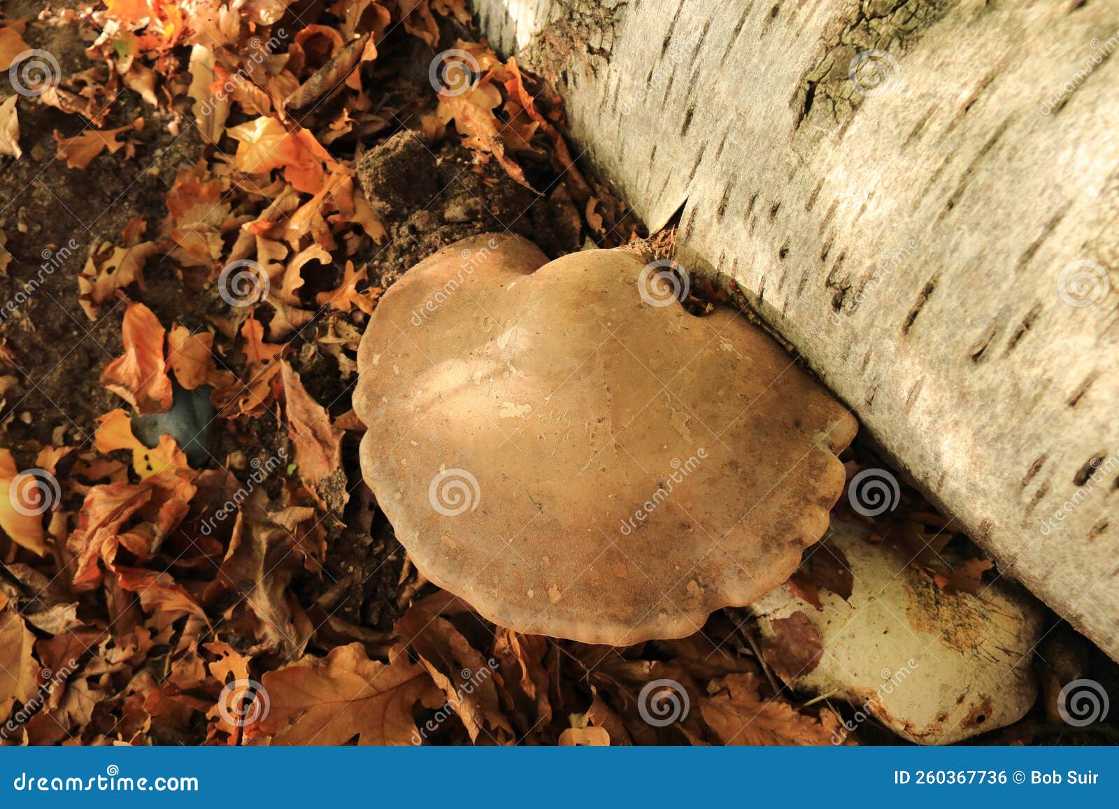 piptoporus betulinus autumn mushroom growing on tree