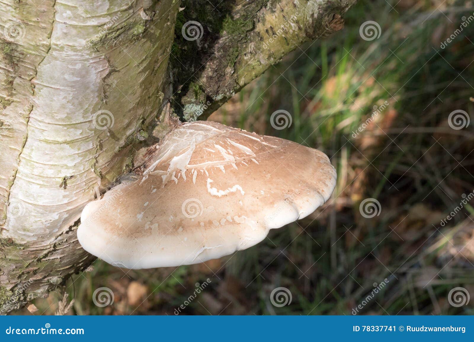 Piptoporus betulinus stock image. Image of wildlife, nature 78337741
