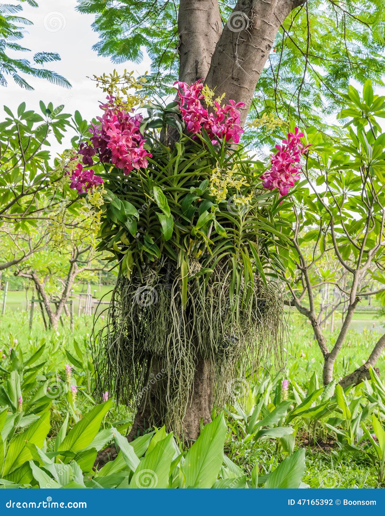 Pique a orquídea de Vanda foto de stock. Imagem de tropical - 47165392