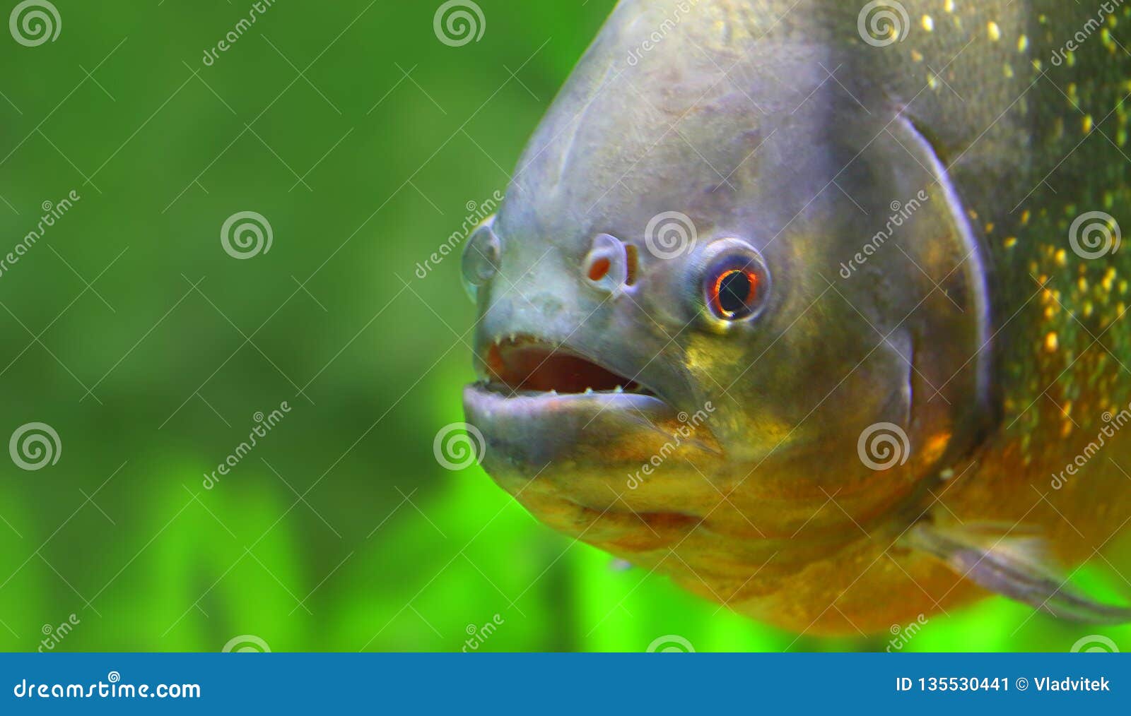 The Piranha In Amazon River Stock Image Image Of Brazil Ecology The Piranha In Amazon River Stock Image Image Of Brazil Ecology