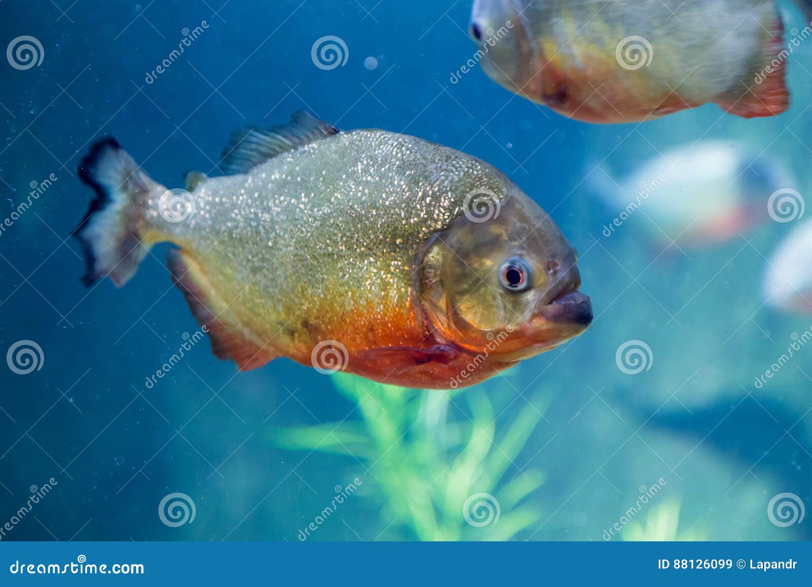 piranha in the aquarium. pygocentrus nattereri. serrasalminae. characidae