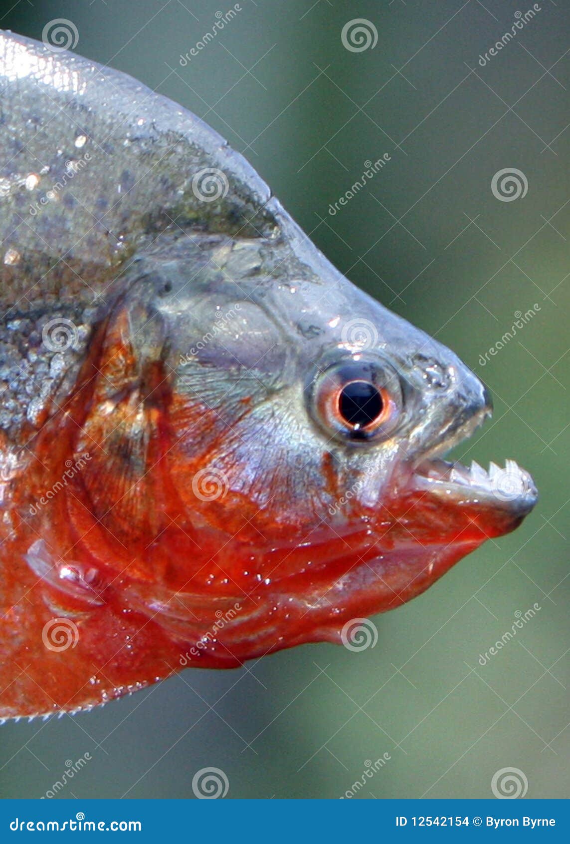 piranha close up with teeth exposed in the amazon
