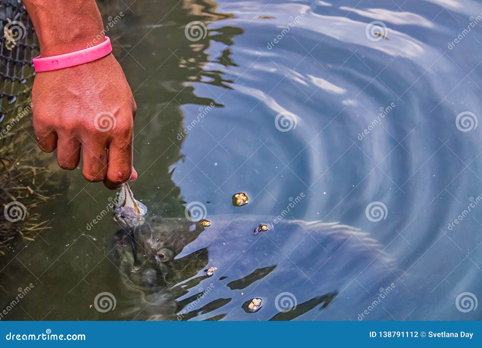 piranha fish close to the surface for a feeding at a fish farm in krabi province of thailand